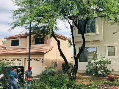 Trimming a Mesquite Tree