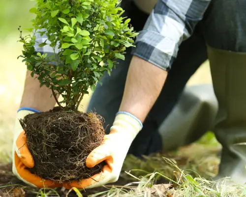 Small Tree Being Planted