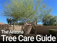 Tree Care Link Graphic