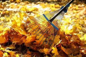 Raking Leaves