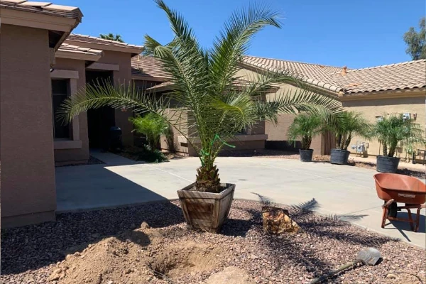 Phoenix Tree Care