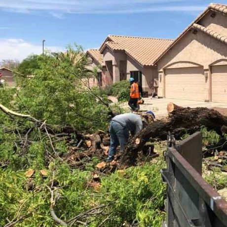 Scottsdale Landscaping Services--Tree Service